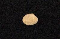 藏品(小眼花簾蛤)的圖片